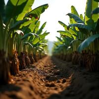Walking Path Between Rows of Banana Plants in Farm Under Sunlight photo