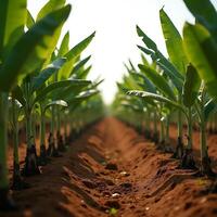 Plantation View Showing Rows of Young Plants in Brown Soil photo