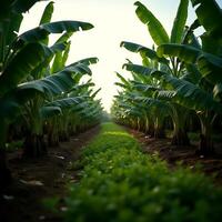 Banana Trees Growing in Row on Farm at Sunrise photo