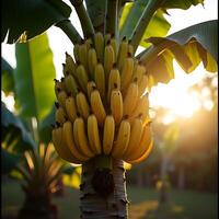 Growing Bananas Bunch on a Tree in Sunlight Close Up photo