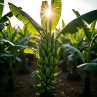 Banana Tree Growing with Unripe Bananas in Field with Sun photo