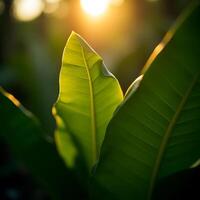 Leaf in Sunlight Glowing with Warm Light in a Nature Scene photo