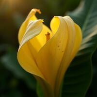 Blooming Yellow Calla Lily Flower Macro Shot with Soft Lighting photo