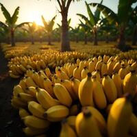Harvesting Bananas at Sunrise with Rows of Banana Trees photo