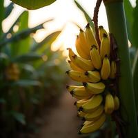 Harvesting Yellow Bananas Growing on Tree at Sunset photo