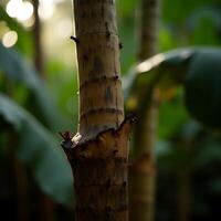 Close-up of Tree Trunk in Lush Green Setting with Sunlight photo