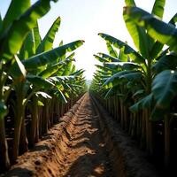 Banana Plant Row in Cultivation Field on Sunny Day photo