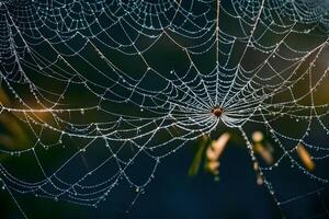 A spider web with dew on it photo