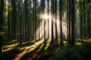 The sun shines through the trees in a forest photo