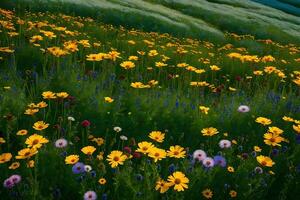 A field of wildflowers with a mountain in the background photo