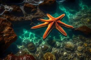 A starfish is swimming in the ocean near rocks photo