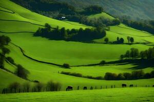 A green field with cows grazing on it photo