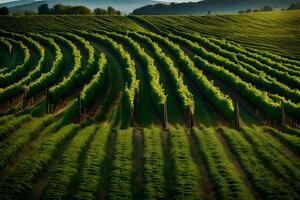 An aerial view of a vineyard field photo