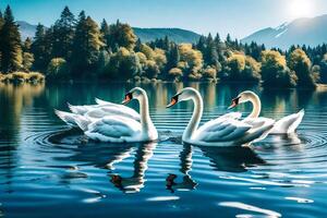 Three swans swimming in a lake with trees in the background photo
