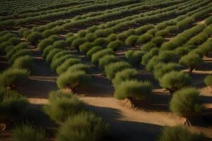 A field of olive trees in the desert photo