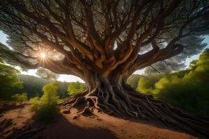 The tree of life by joseph mccarthy photo
