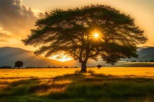 A tree in a field with the sun setting behind it photo