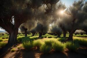 A field of olive trees with the sun shining through photo