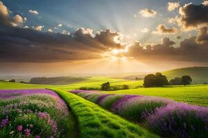 Lavender fields at sunset with sun rays shining through photo