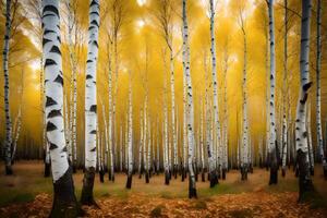 A forest of birch trees in autumn photo