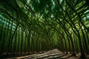 A path through a forest with trees photo