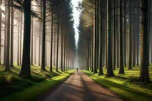 A road through a forest with trees and sun photo