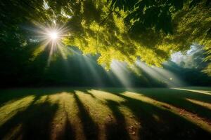Sunbeams shining through trees in a forest photo