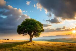 A lone tree in a field with the sun setting behind it photo