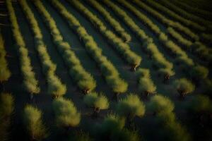 A field of trees with green leaves photo