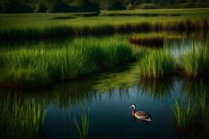 A duck is swimming in a pond surrounded by tall grass photo