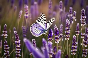 A purple and white butterfly is sitting on a lavender field photo
