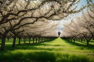 A field of white blossoms in the middle of a green field photo