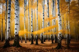 A forest with many birch trees in the fall photo