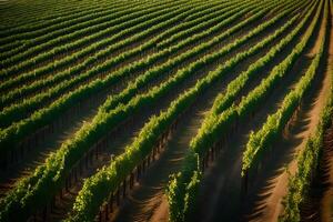 An aerial view of rows of green grapes photo