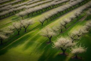 An aerial view of a field of trees with white blossoms photo