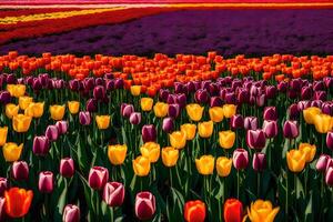 A field of colorful tulips with a red sky photo