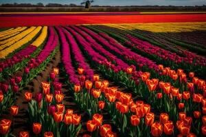 A field of colorful tulips with a windmill in the background photo