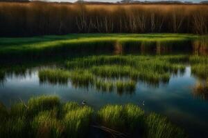 A pond with grass and trees in the background photo