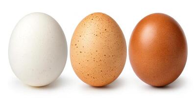 Morning Nest with Eggs photo