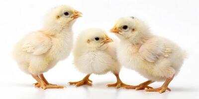Group of Fluffy Chicks in Studio Shot photo