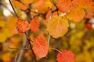 the road to the autumn colorful forest , autumn leaves close-up photo