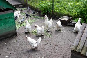 Free range chicken on a traditional poultry farm. Traditional comb. photo