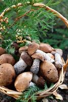 A top-down view of a natural still life composition, showcasing mushrooms and fern leaves against a dark, wood-grained background. photo
