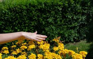 Hand over yellow flowers with butterflies in sunny garden.. photo