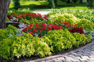 Beautiful flower bed with colorful plants in a park. Grass plants. photo