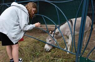 Girl interacting with a donkey through a fence at a petting zoo. photo