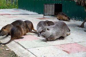 Group of Nutria Rodents in Enclosure at Zoo. photo