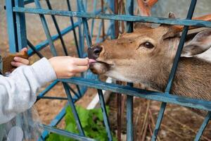 Girl feeding a deer behind a metal fence in an outdoor setting. photo