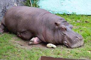 hippopotamus eats grass and straw and there is a black starling bird on his back photo