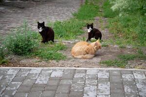 Three cats sitting on a paved pathway with green foliage in the background. photo